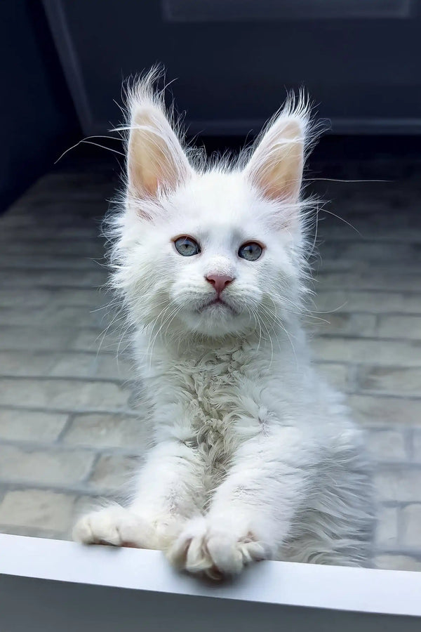 White Maine Coon kitten Zephyr with fluffy fur and pointed ears looking adorable