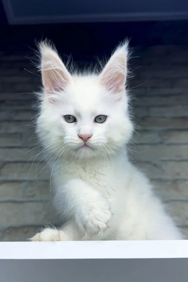 White Maine Coon kitten Zephyr with pointed ears and piercing eyes