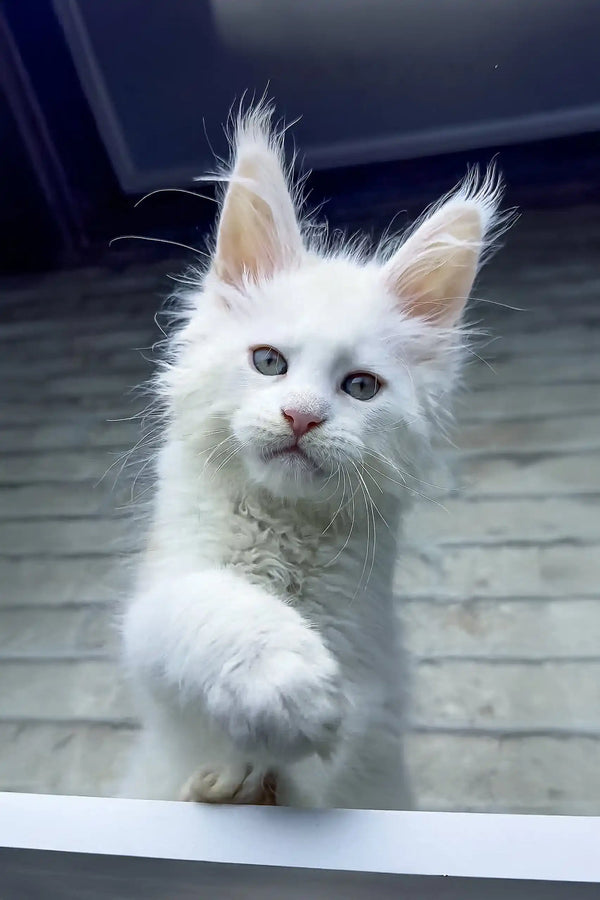 Adorable White fluffy Maine Coon kitten named Zephyr with bright blue eyes and perky ears
