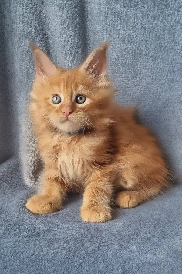 Zeus | maine coon kitten