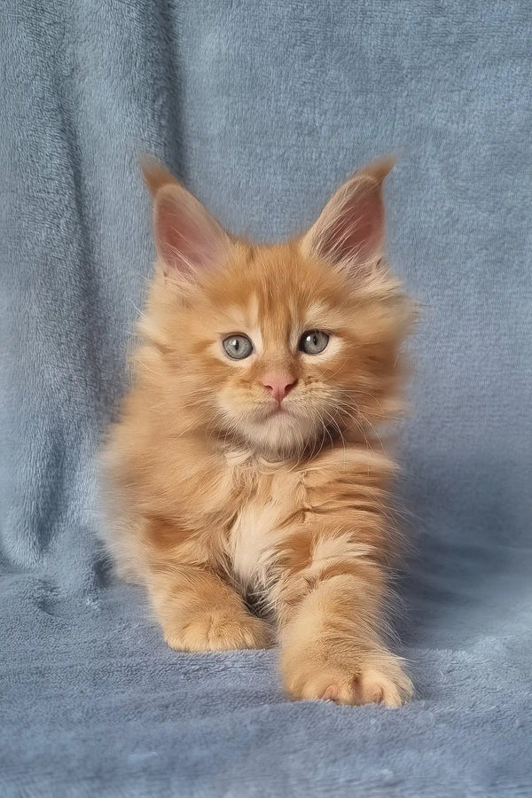Zeus | maine coon kitten
