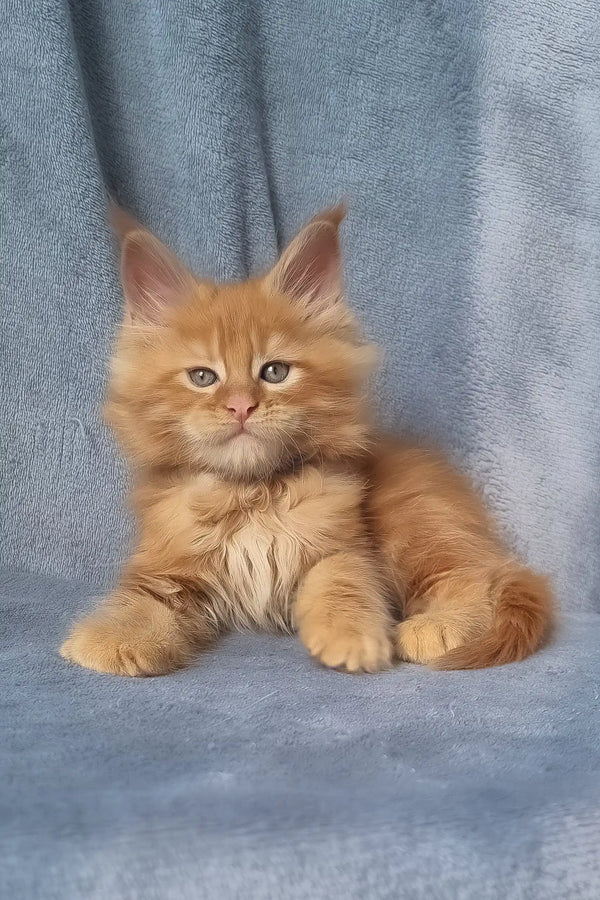 Zeus | maine coon kitten