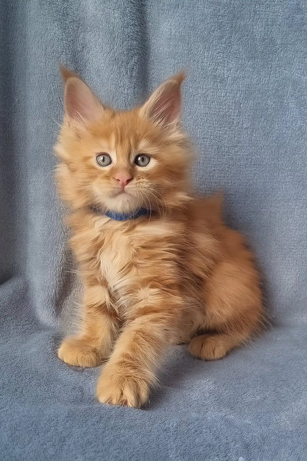 Zeus | maine coon kitten