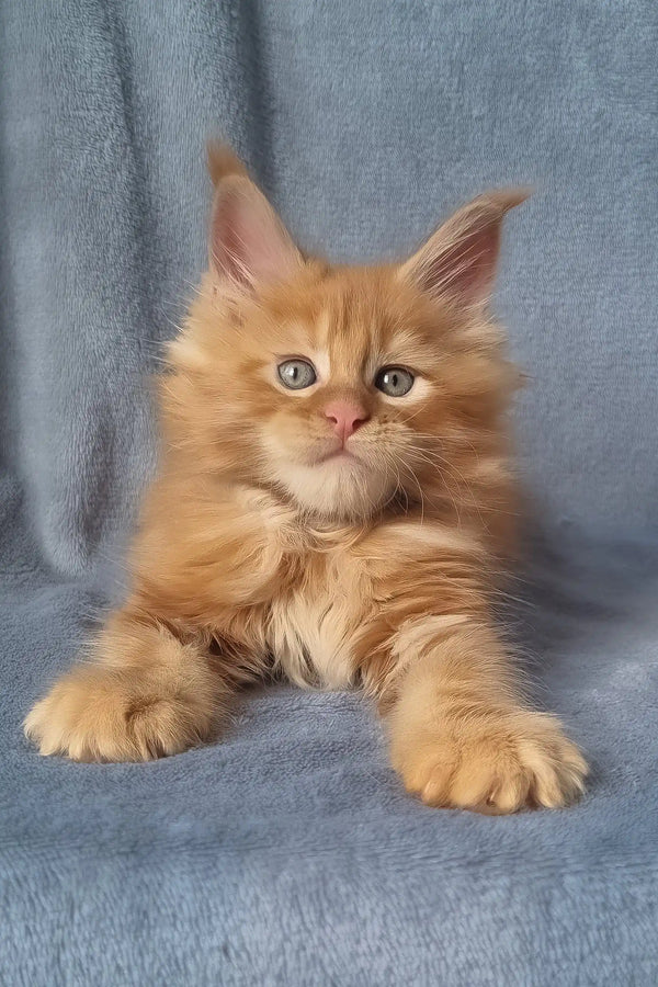 Zeus | maine coon kitten