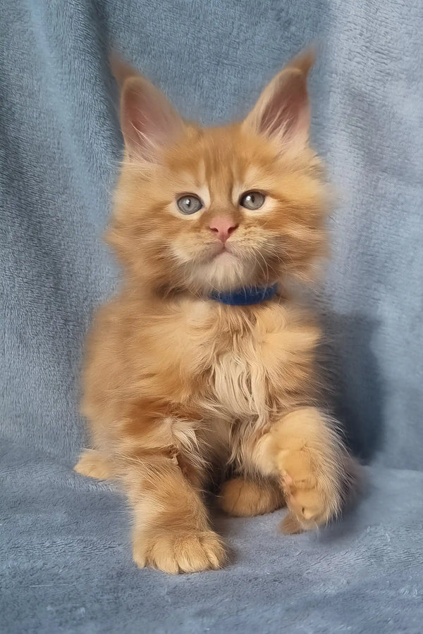 Zeus | maine coon kitten