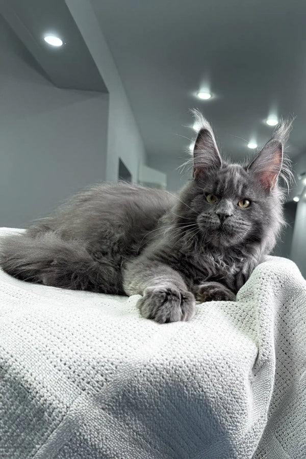 Gray Maine Coon cat featured in Zeybell Maine Coon Kitten product