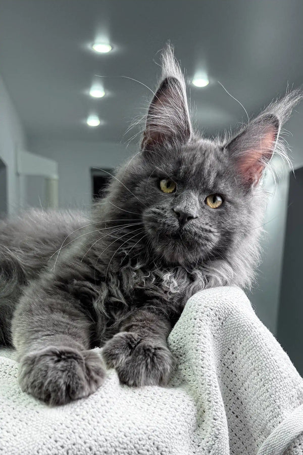 Gray Maine Coon cat in Zeybell Maine Coon Kitten product display