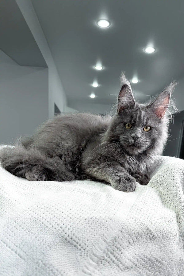 Gray Maine Coon cat from Zeybell Maine Coon Kitten collection, adorable and fluffy