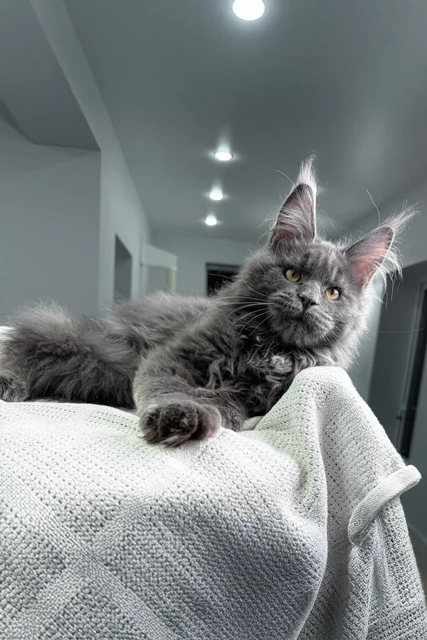 Cute Gray Maine Coon cat showcasing the Zeybell Maine Coon Kitten product