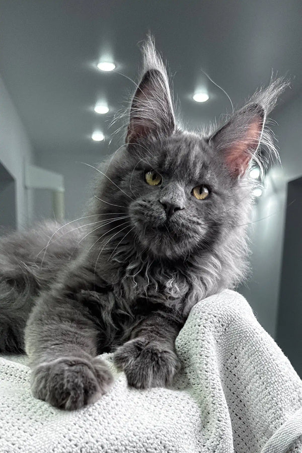Gray Maine Coon cat from Zeybell Maine Coon Kitten collection, fluffy and adorable