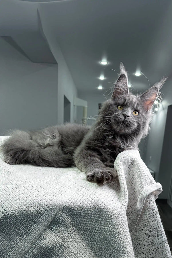 Gray Maine Coon cat in Zeybell Maine Coon Kitten product showcase