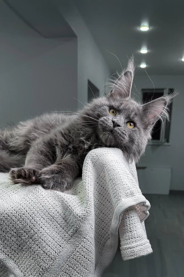Relaxed gray Maine Coon cat showcasing Zeybell Maine Coon Kitten product