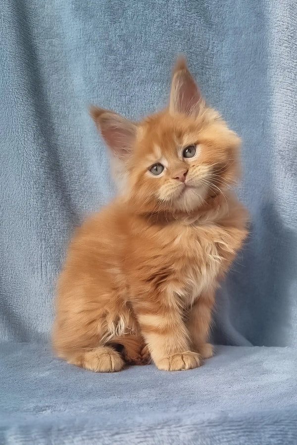 Zico | maine coon kitten