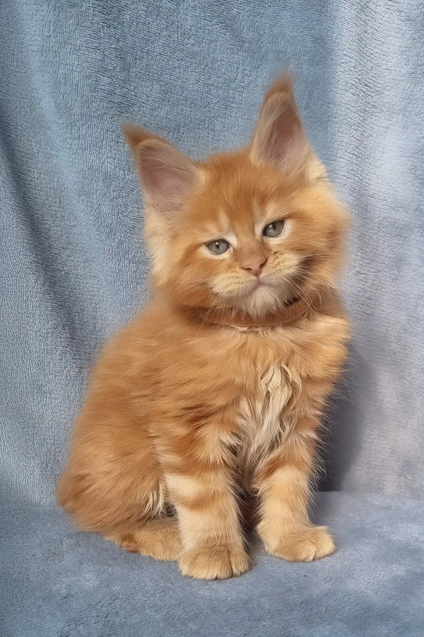 Zico | maine coon kitten