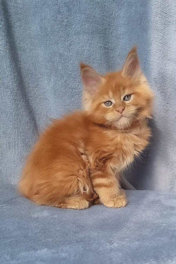 Zico | maine coon kitten