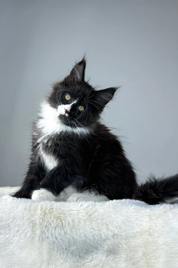 Adorable black and white Maine Coon kitten from Zigzag Maine Coon Kitten collection