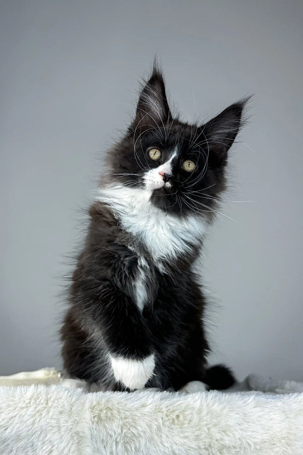 Cute black and white Maine Coon kitten featured in Zigzag Maine Coon Kitten product