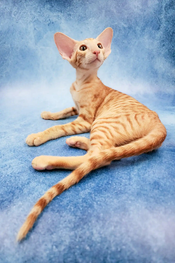Zlatan | oriental shorthair kitten