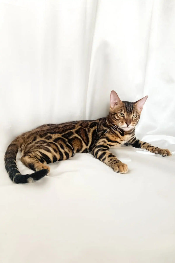 Zodiac | bengal kitten