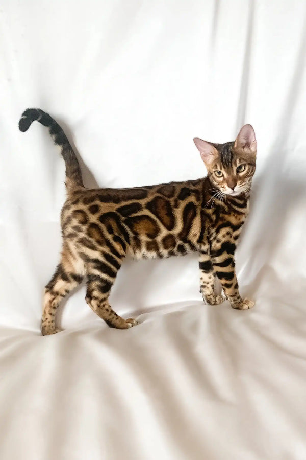 Zodiac | bengal kitten
