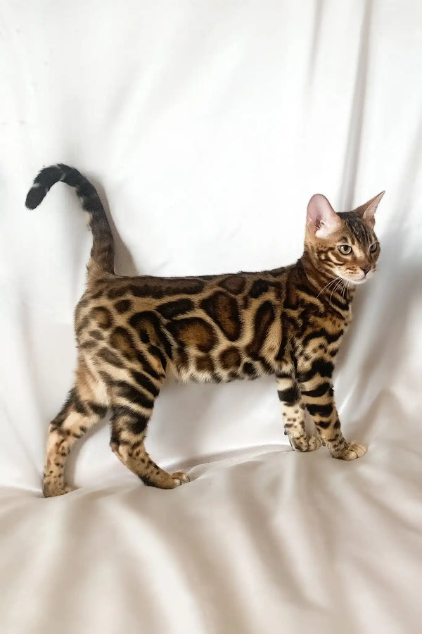 Zodiac | bengal kitten