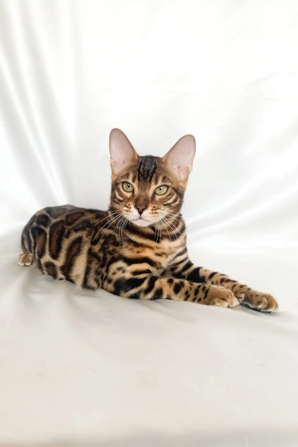 Zodiac | bengal kitten