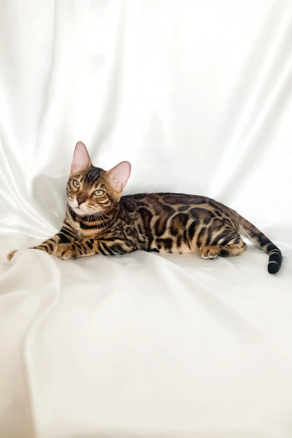Zodiac | bengal kitten