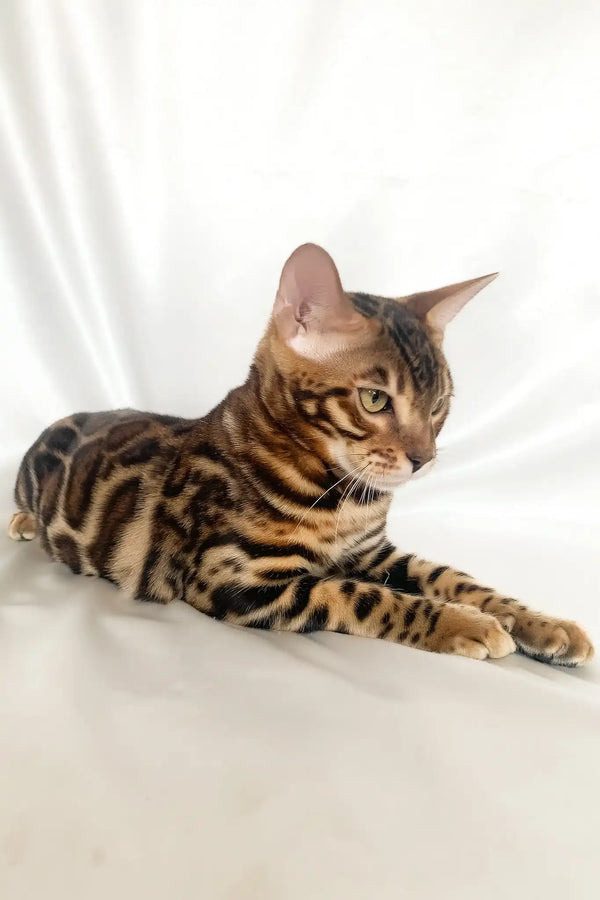 Zodiac | bengal kitten