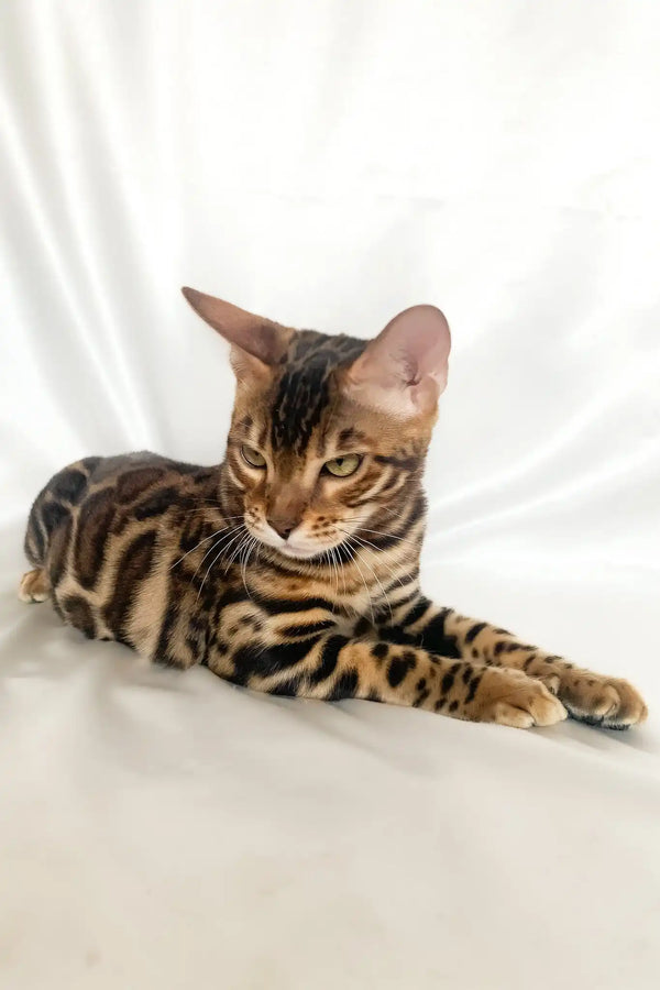 Zodiac | bengal kitten