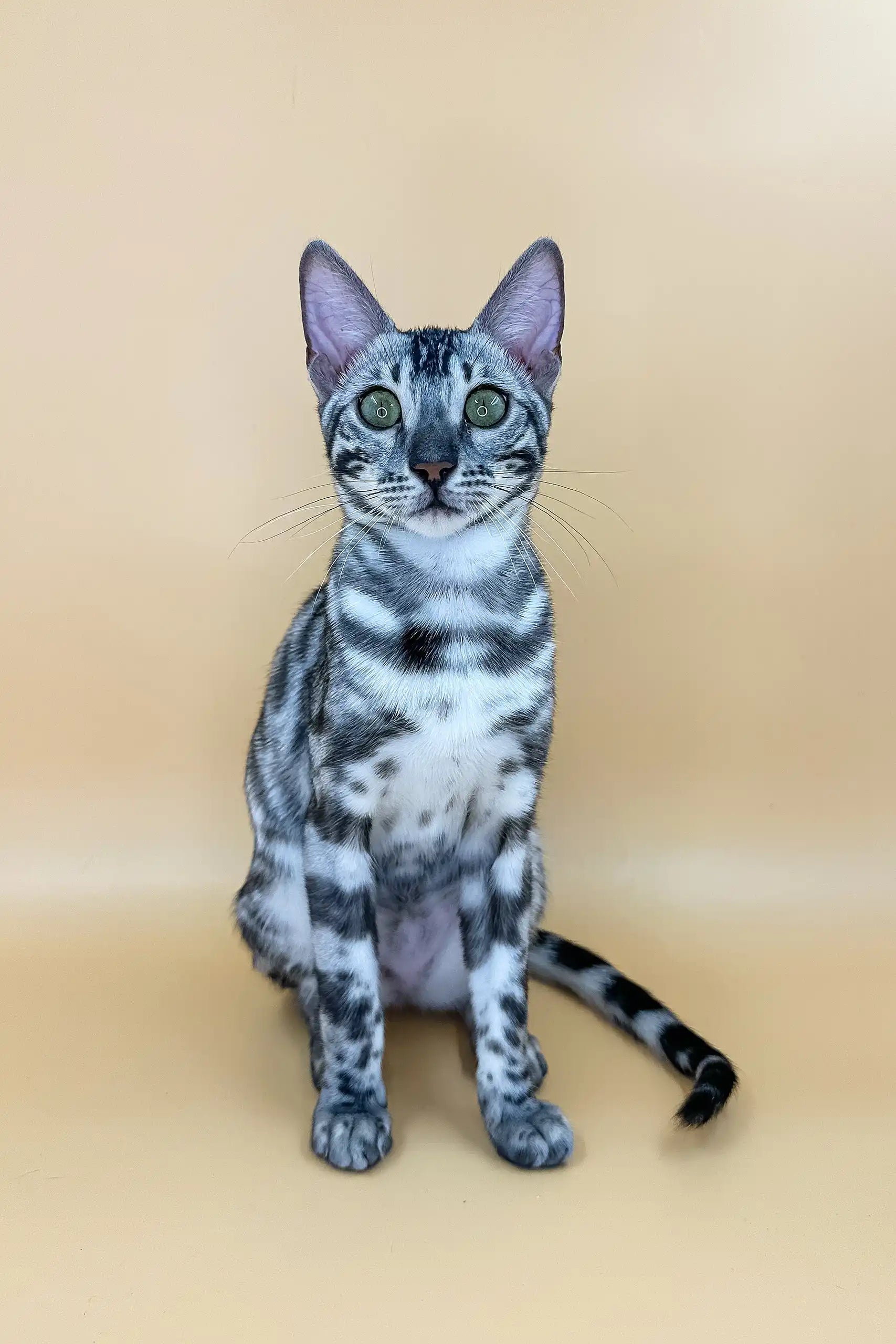 Silver Bengal Blue Marble Bengal Snow Lynx Bengal Gray Cat Isberg