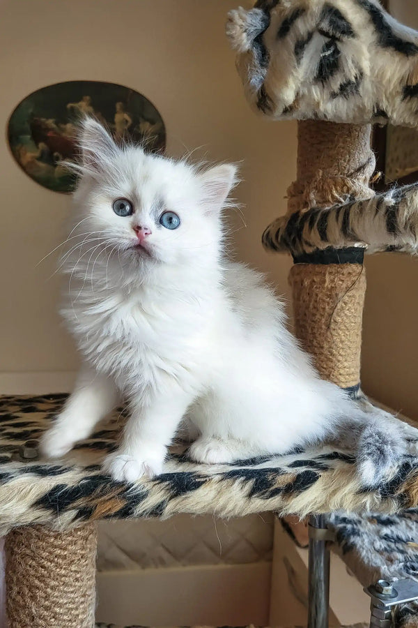 Fluffy white Siberian kitten with blue eyes lounging on a cat tree