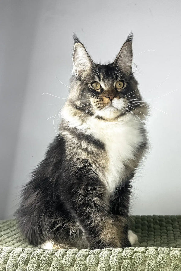 Zoom | maine coon kitten