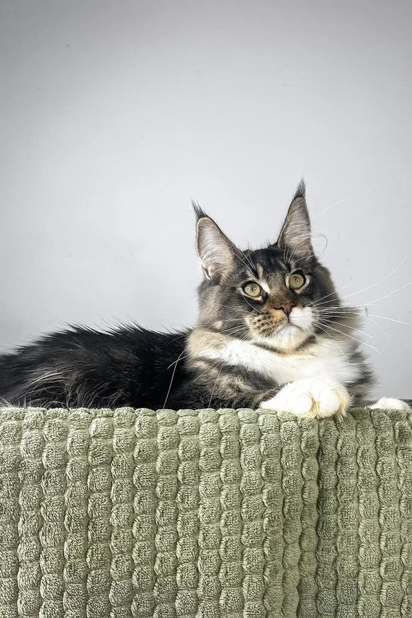 Zoom | maine coon kitten