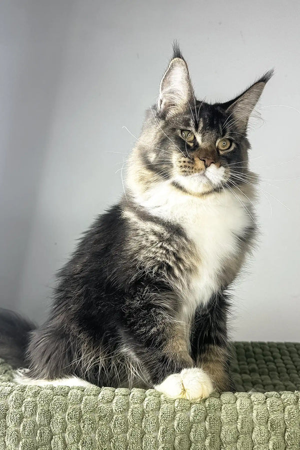 Zoom | maine coon kitten