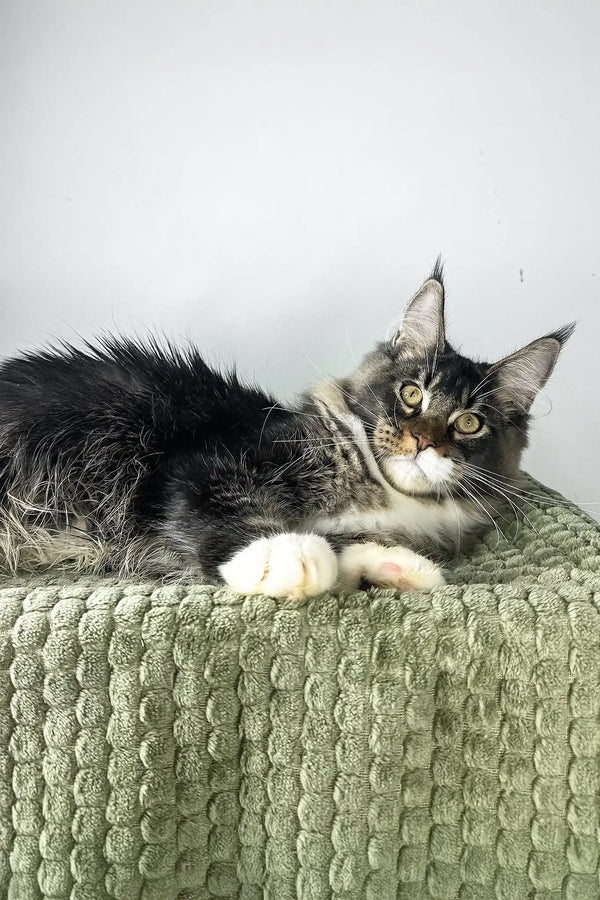 Zoom | maine coon kitten