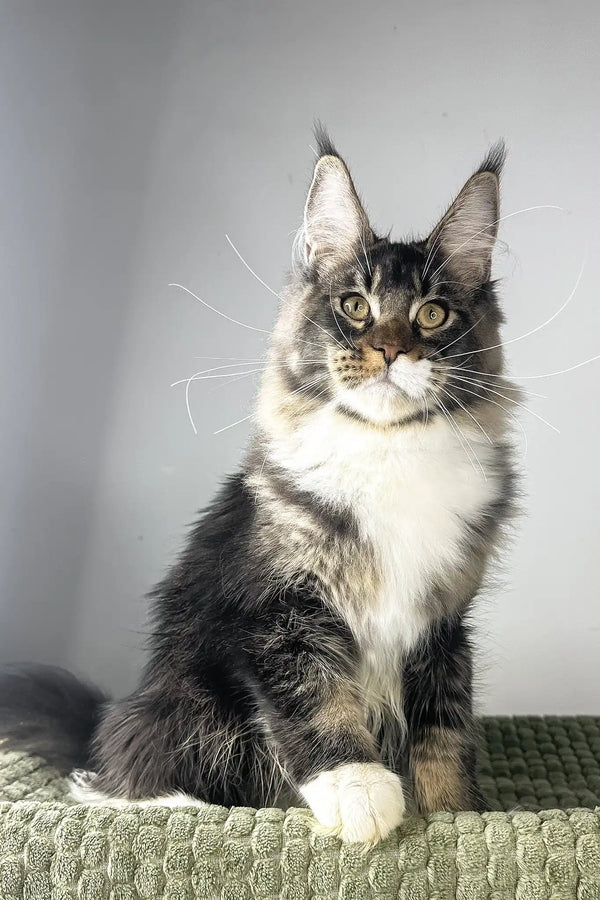 Zoom | maine coon kitten