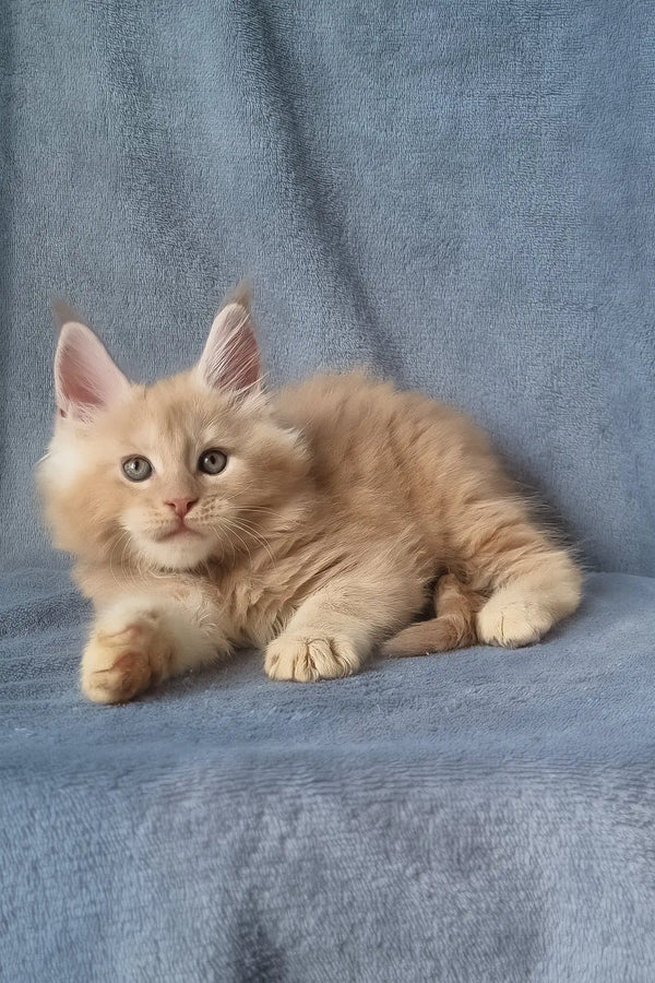 Zoro | maine coon kitten