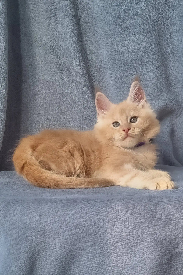 Zoro | maine coon kitten