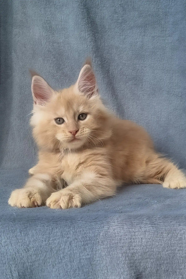 Zoro | maine coon kitten