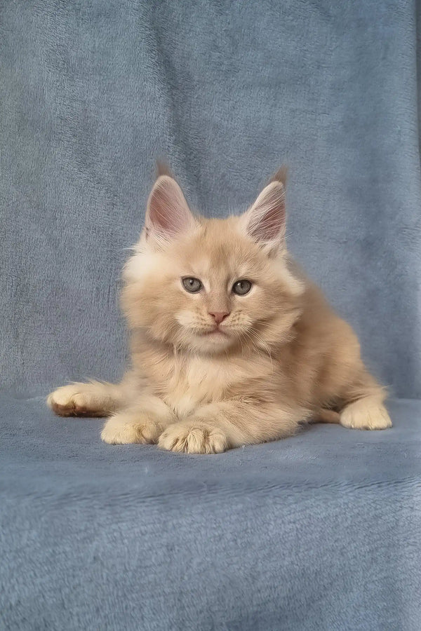 Zoro | maine coon kitten