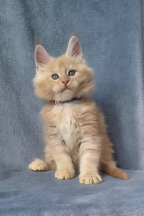 Zoro | maine coon kitten