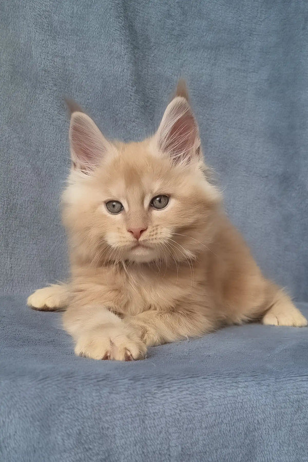 Zoro | maine coon kitten