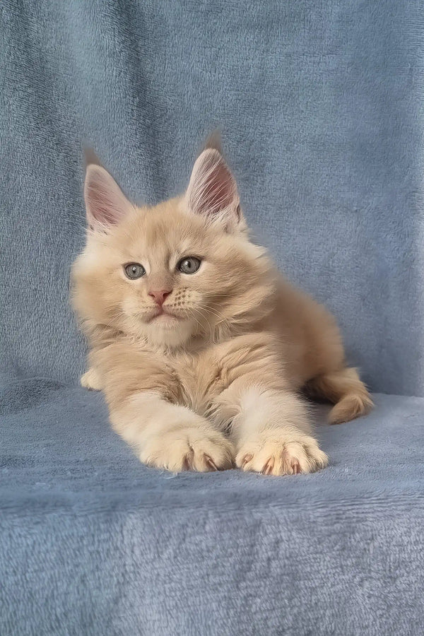 Zoro | maine coon kitten