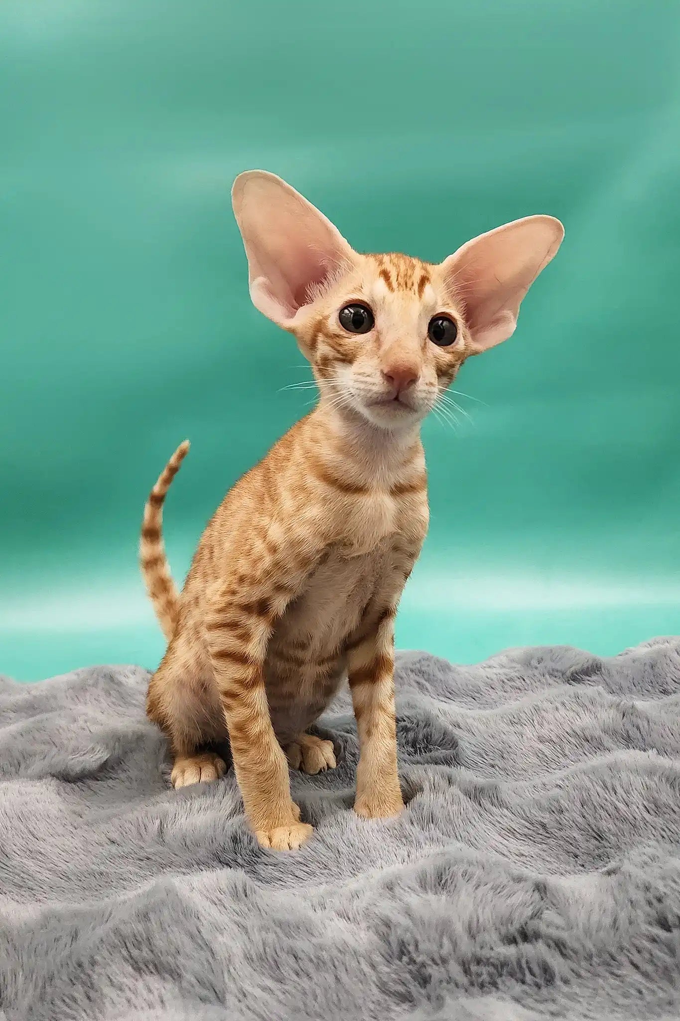 猫さん Zosim Oriental Shorthair Kitten with Green Eyes