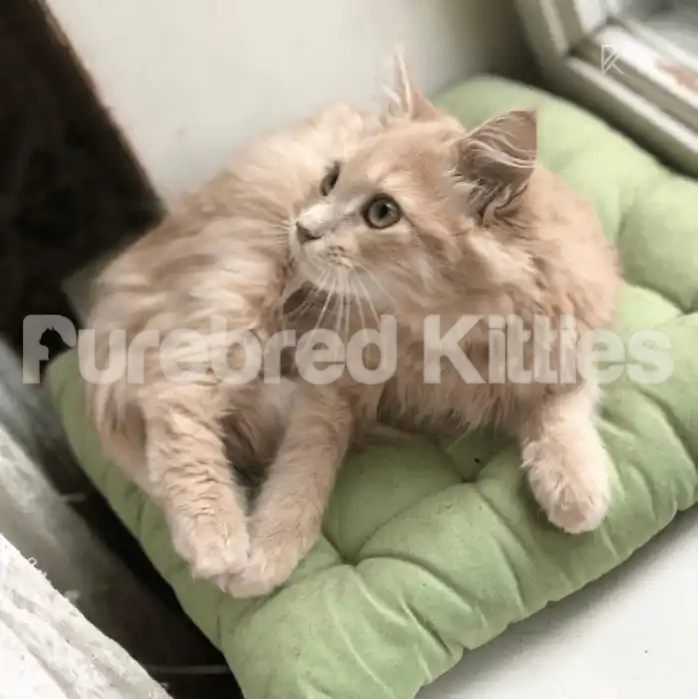 reiner Male Maine Coon Kitten 4 Months Old Available For Pick Up And Purebred Kitties