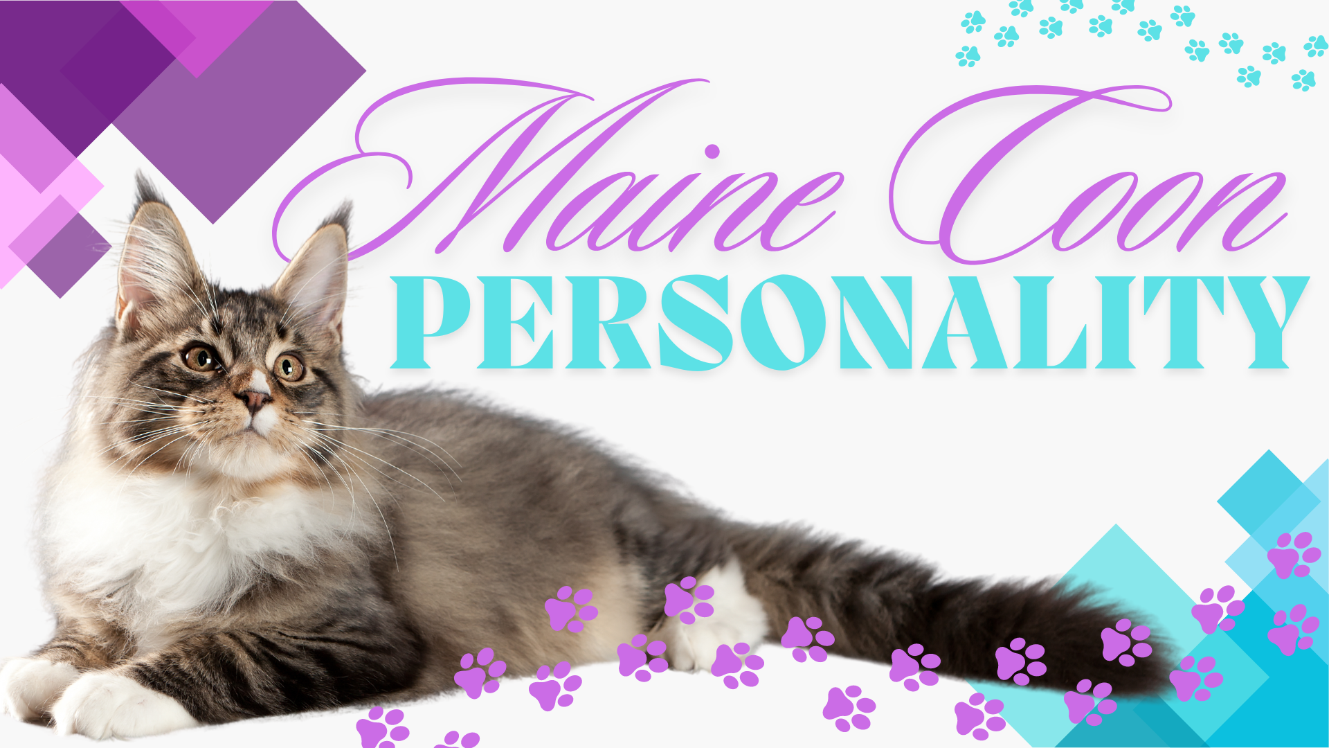 Exploring the Majestic Maine Coon Personality: A Deeper Look into the Gentle Giants of the Cat World