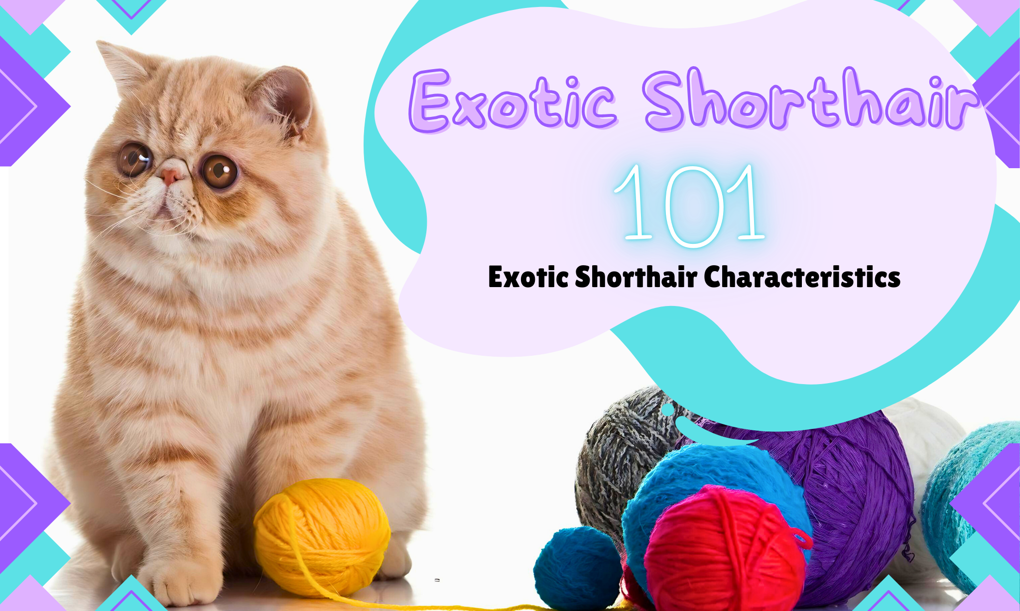 Exploring the Unique Characteristics of the Exotic Shorthair Cat