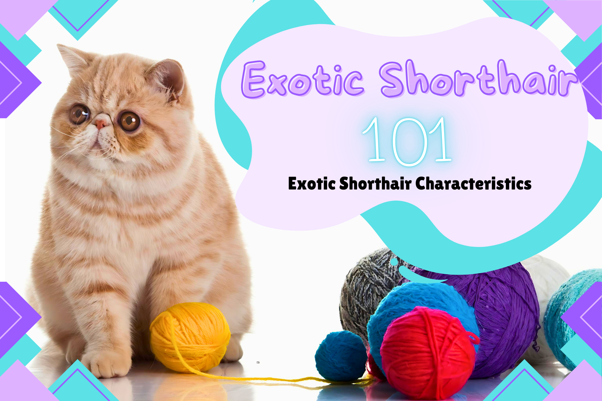 Exploring the Unique Characteristics of the Exotic Shorthair Cat