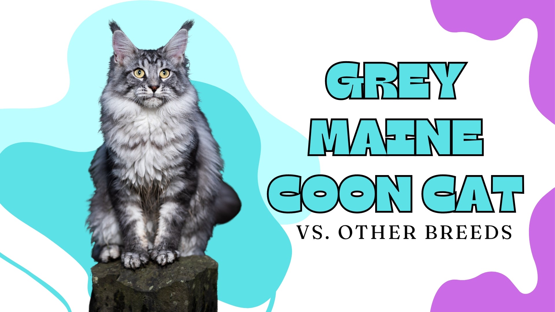 Gray and white long-haired Maine Coon kitten with bright golden eyes in an article about Grey Maine Coons.