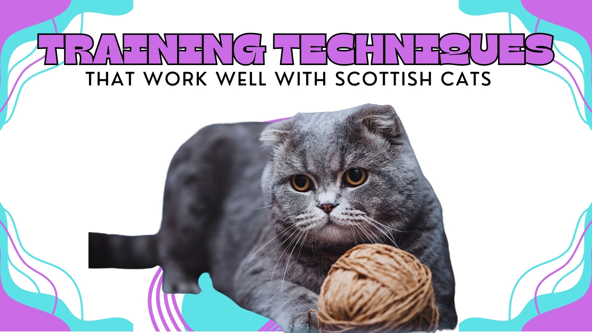 a gray Scottish Fold cat playing with a yarn